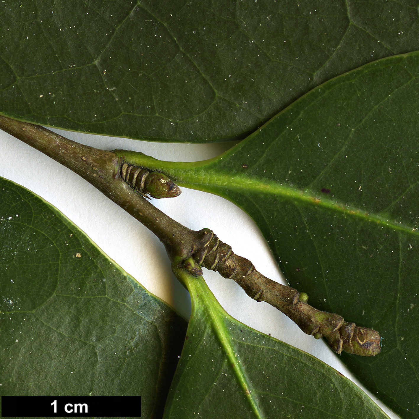 High resolution image: Family: Fagaceae - Genus: Castanopsis - Taxon: cuspidata 